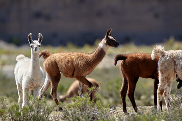 Playful and curious, juvenile llamas explore the heights of the Peruvian Andes, where ancient trails meet crisp mountain air. Born into breathtaking landscapes, they carry the legacy of the highlands 