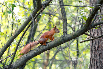 One squirrel sits on a tree branch in a deciduous forest