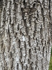 bark of a tree
