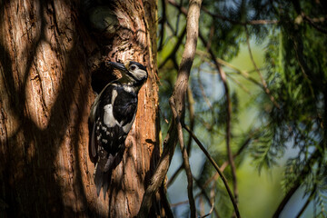 Great Spotted Woodpecker in nature