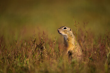 ground squirrel in nature park