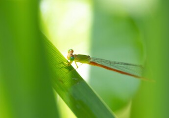 dragonfly resting on a leaf
