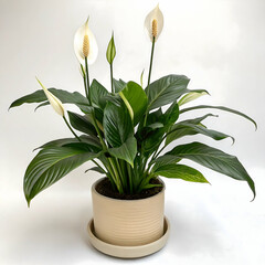  Elegant Peace Lily Plant in Pot