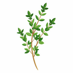 Thyme Sprig Illustration on White Background A Detailed Vector Design for Culinary and Botanical Projects