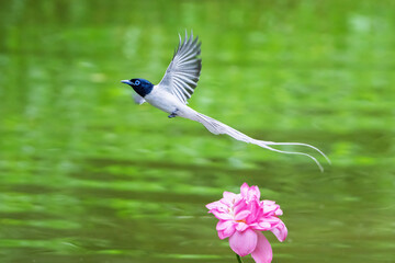 kingfisher on the branch