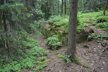 Beautiful bright nature, beautiful dense, impenetrable forest with old logs, branches. Tall spruce, if, pine trees with old green roots that grow above the ground grow in Espo city, Finland.