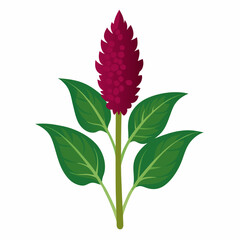 Amaranth Plant Illustration on White Background A Detailed Vector Design with Vibrant CMYK Colors and Classic