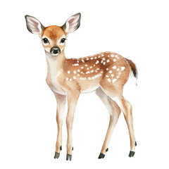 Baby Deer Forest Edge, watercolor drawing vector, high quality, isolated on a white background.