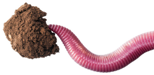 An earthworm is transporting a clump of brown soil., transparent background png