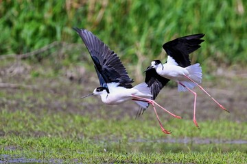 black vulture in flight