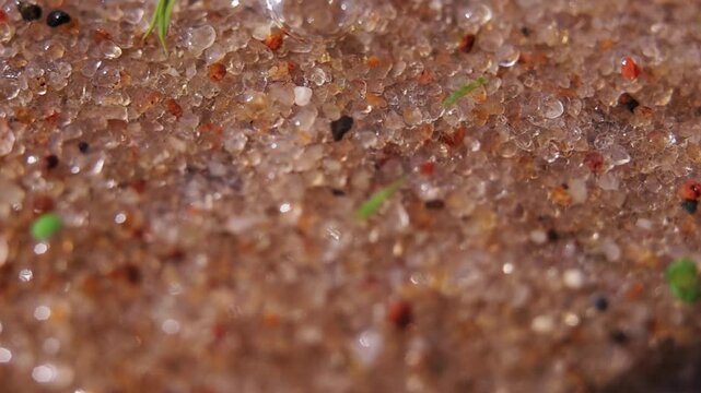 macro shot top view of grains of sand and small fragments of shells blown by the wind in water