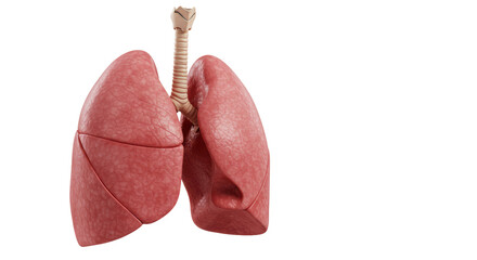 Isolated Human Lungs