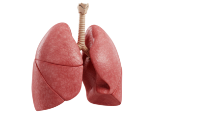 Isolated Human Lungs
