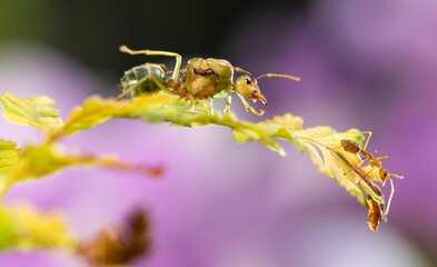bee on flower