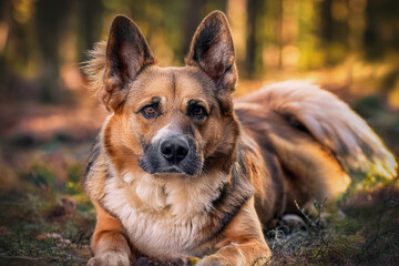 Loyal Gaze: Majestic Shepherd Mix in Forest