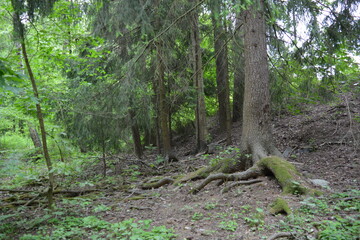 Beautiful bright nature, beautiful dense, impenetrable forest with old logs, branches. Tall spruce, if, pine trees with old green roots that grow above the ground grow in Espo city, Finland.
