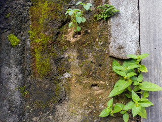 Background of an old wall overgrown with green plants. Mossy Wall.
