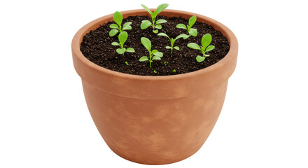 Isolated Seedlings in a Clay Pot