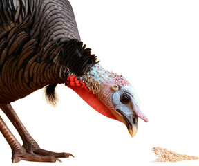 Turkey with colorful head and seeds on yellow background, transparent background png