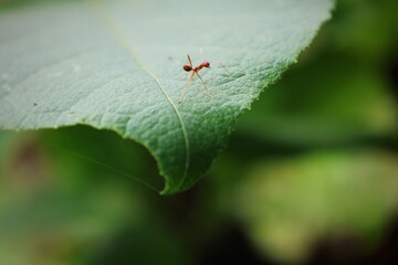 ant on leaf