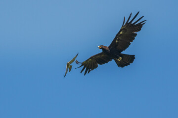 american bald eagle