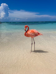 pink flamingo on the beach in aruba