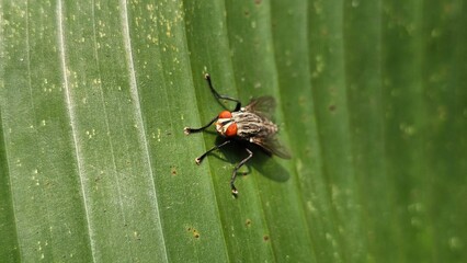 A green fly perched on a fresh green banana leaf. Flies are a source of disease, can cause stomach aches.