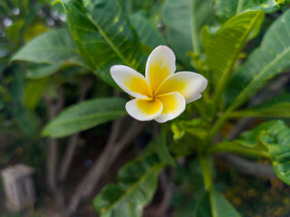 Frangipani, frangipani, or semboja is a group of plants in the genus Plumeria.