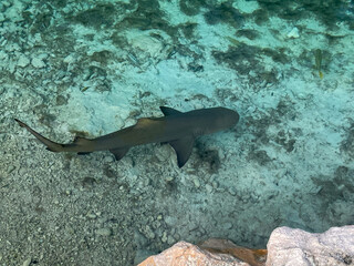 nursery shark in blue caribbean water