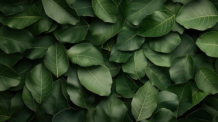 Fototapeta premium A close-up image of lush green leaves, showcasing the diverse shades of green and the intricate patterns within nature, perfect for emphasizing tranquility and freshness.