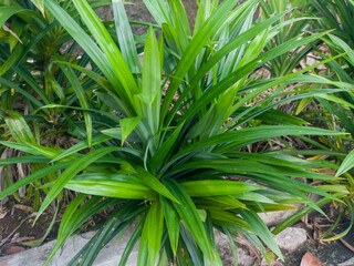 Close-up view of pandan plant. Pandan or Pandan is a group of monocotyledonous plants. In Indonesia, pandan leaves are used as a food fragrance and coloring, as well as a decoration component and air