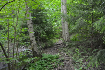 Beautiful bright nature, beautiful dense, impenetrable forest with old logs, branches. Tall spruce,...
