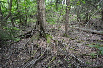 Beautiful bright nature, beautiful dense, impenetrable forest with old logs, branches. Tall spruce, if, pine trees with old green roots that grow above the ground grow in Espo city, Finland.