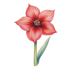 Amaryllis flower close-up botanical art studio setting vibrant colors nature's beauty artistic perspective