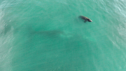 Baby whale, Baleia Franca, a Brazilian whale with her baby in Florianopolis, Brazil. Right whales swimming near the coast of Florianopolis with their calves. Aerial view.