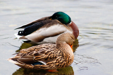 Obraz premium duck in the water