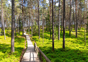 Fototapeta premium Wooden paths through blueberry fields in a pine forest leading to the Baltic Sea in Riga, Latvia 