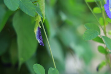 Butterfly pea flower