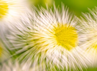 Obraz premium Abstract close-up of white daisy-like flowers with yellow centers. Radial blur creates a dynamic, sunburst effect. Ideal for backgrounds, wellness, nature themes, and creative design