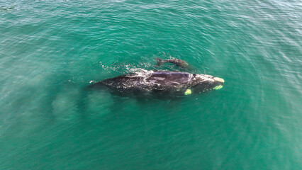 Baby whale, Baleia Franca, a Brazilian whale with her baby in Florianopolis, Brazil. Right whales swimming near the coast of Florianopolis with their calves. Aerial view.