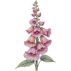 Delicate pink foxglove flower botanical illustration nature studio close-up beauty of flora