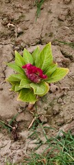 Vibrant Cockscomb Flower Blooming in Dry Soil