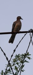 Solitary Dove Perched on a Wire