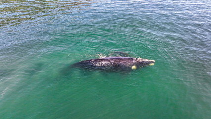Baby whale, Baleia Franca, a Brazilian whale with her baby in Florianopolis, Brazil. Right whales swimming near the coast of Florianopolis with their calves. Aerial view.
