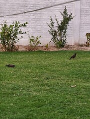 Two Common Starlings Foraging on a Green Garden Lawn
