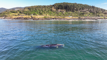 Baby whale, Baleia Franca, a Brazilian whale with her baby in Florianopolis, Brazil. Right whales swimming near the coast of Florianopolis with their calves. Aerial view.