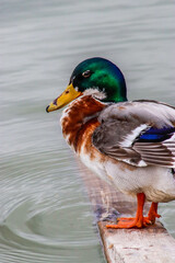duck in the water