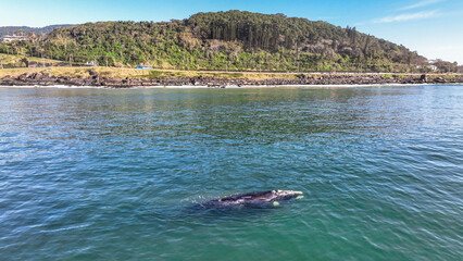 Baby whale, Baleia Franca, a Brazilian whale with her baby in Florianopolis, Brazil. Right whales swimming near the coast of Florianopolis with their calves. Aerial view.