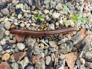 A long millipede walks on a rough, rocky surface with small green plants.