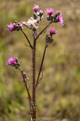 Creeping thistle growing in a meadow with purple flowers